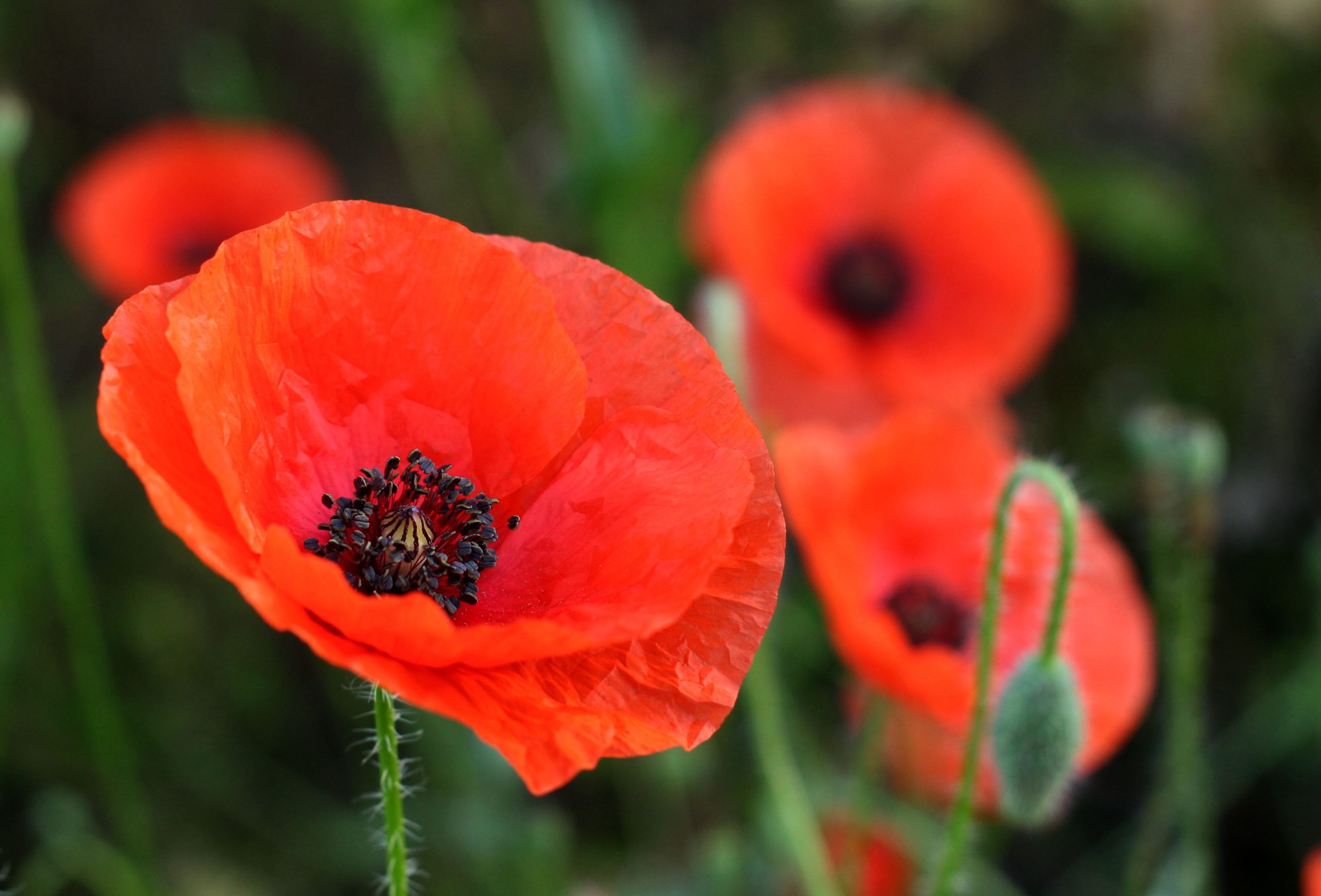 Fleurs coquelicots rouges éclatantes en gros plan naturel