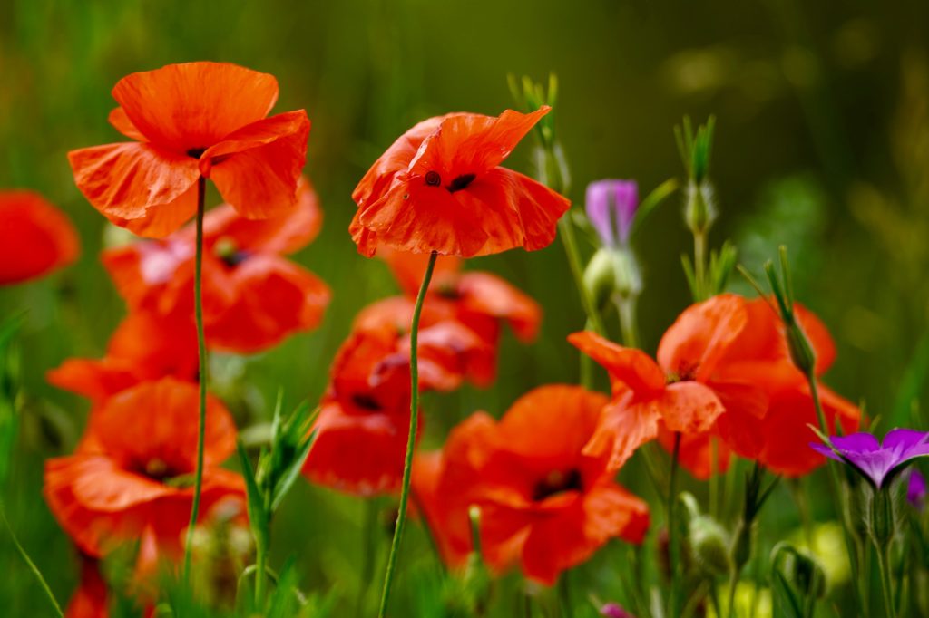 Coquelicot en tatouage : que signifie vraiment cette fleur ?