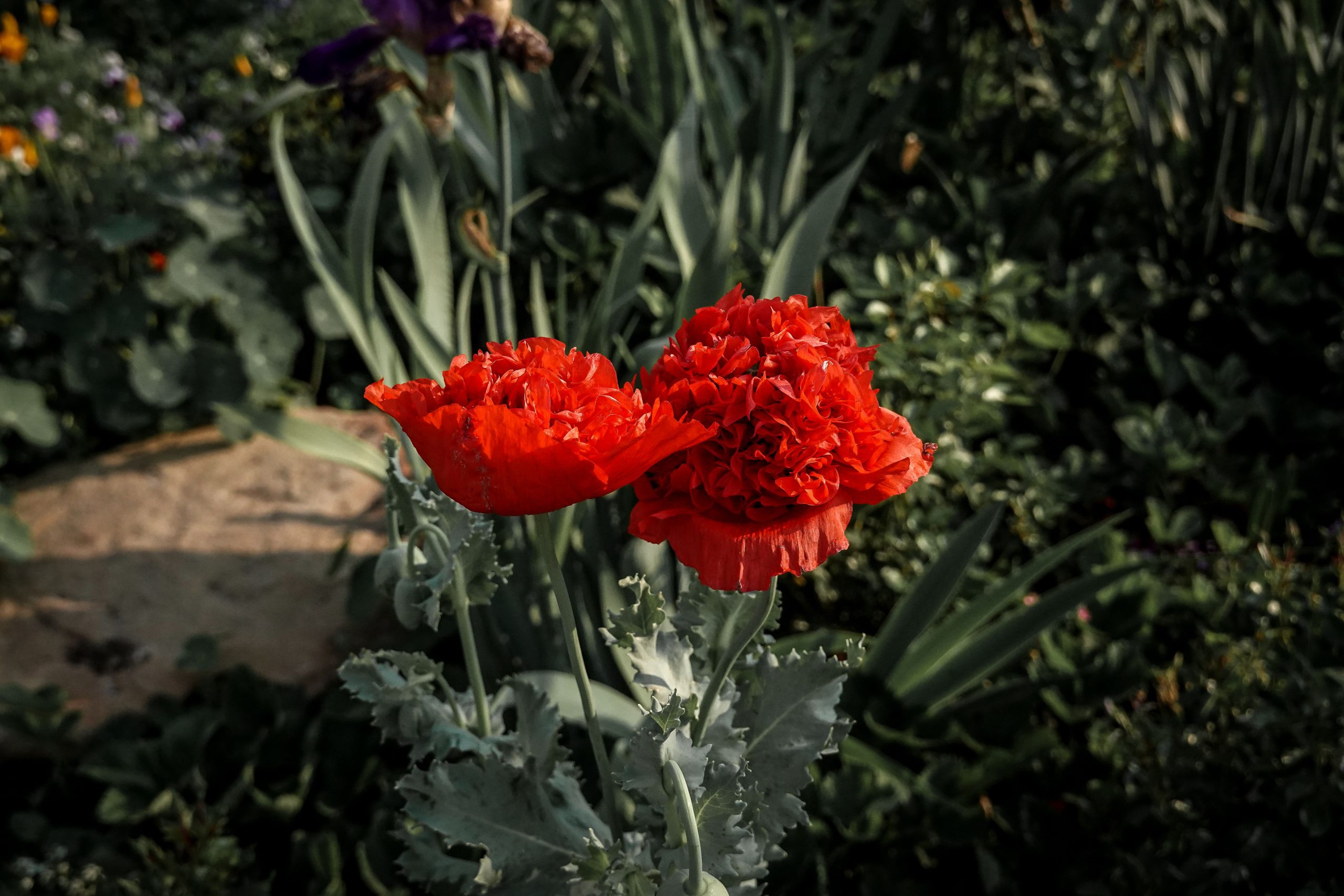 Coquelicots rouges vivides jardin ensoleilé pétales délicats