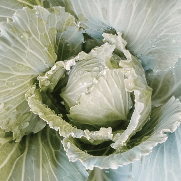 Feuilles de chou frais avec gouttes de rosée au jardin