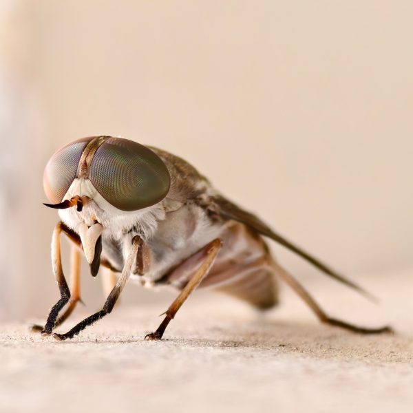 Macro détaillée d'un taon montrant ses yeux caractéristiques