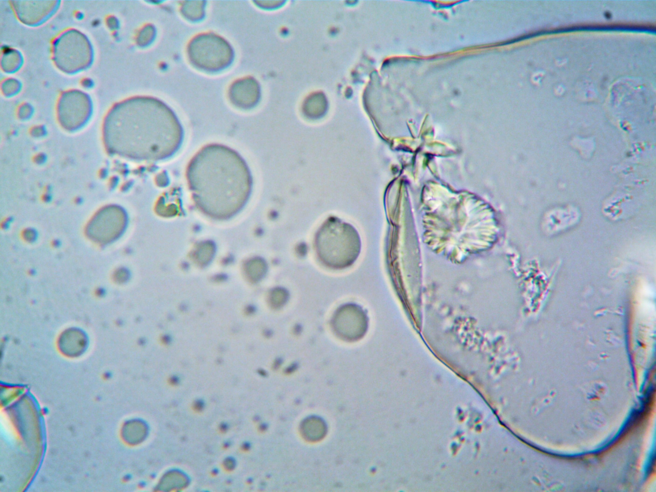 Image agrandie détaillée structure cellulaire microscope