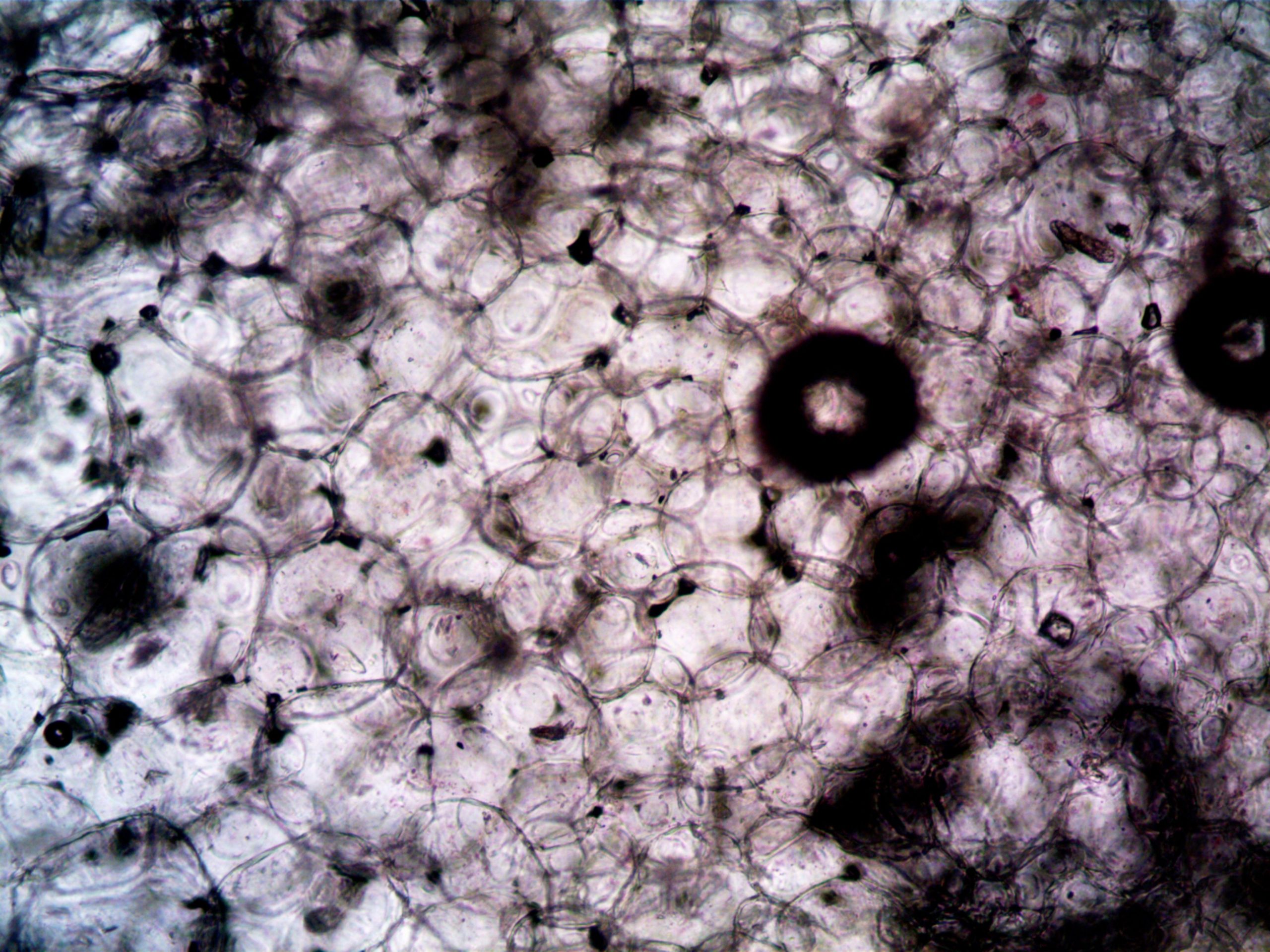 Image microscopique montrant structure cellules végétales