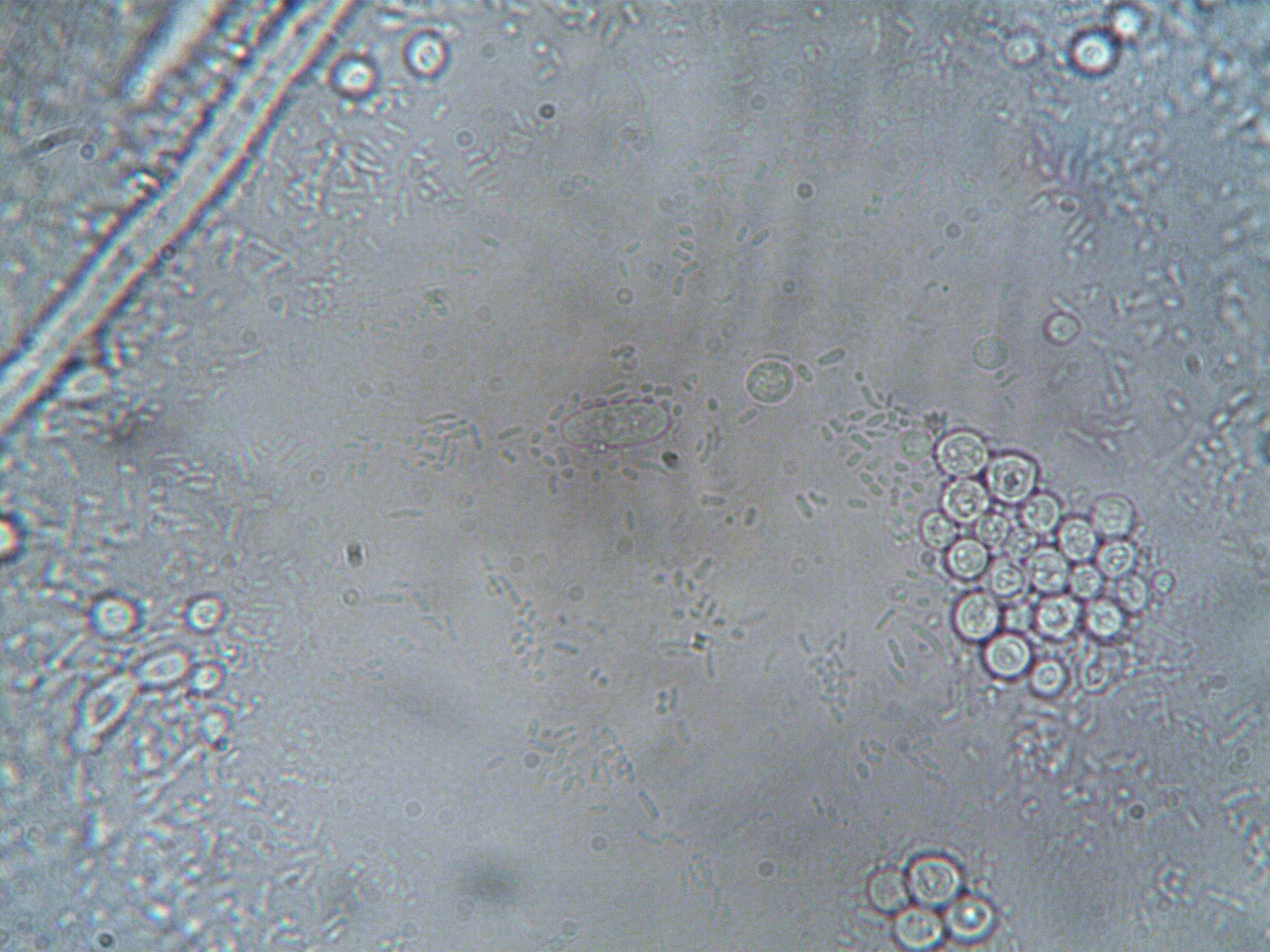 Image haute résolution structures cellulaires organismes variés